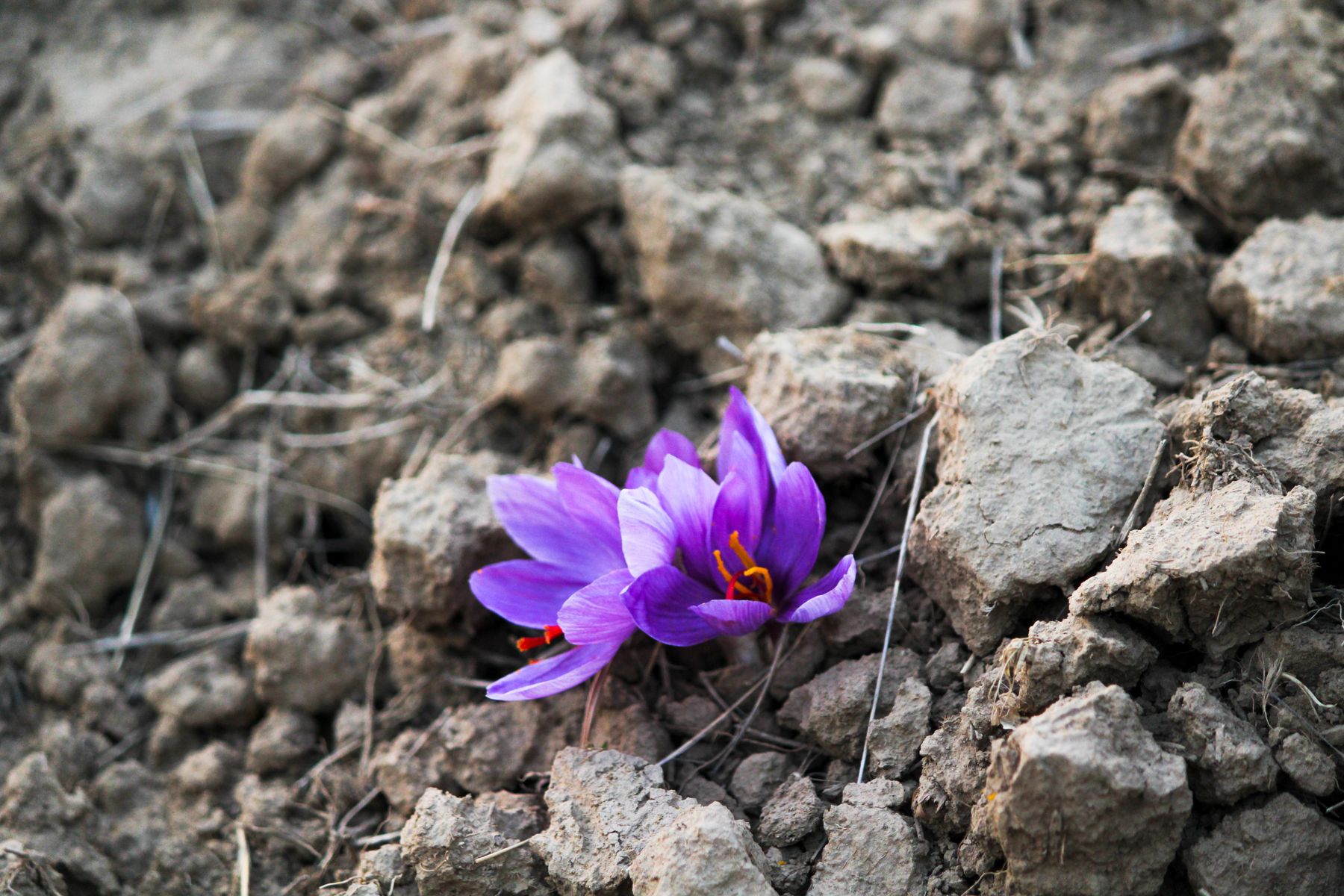 Одинокий цветок Crocus sativus, пробившийся сквозь сухую растрескавшуюся землю