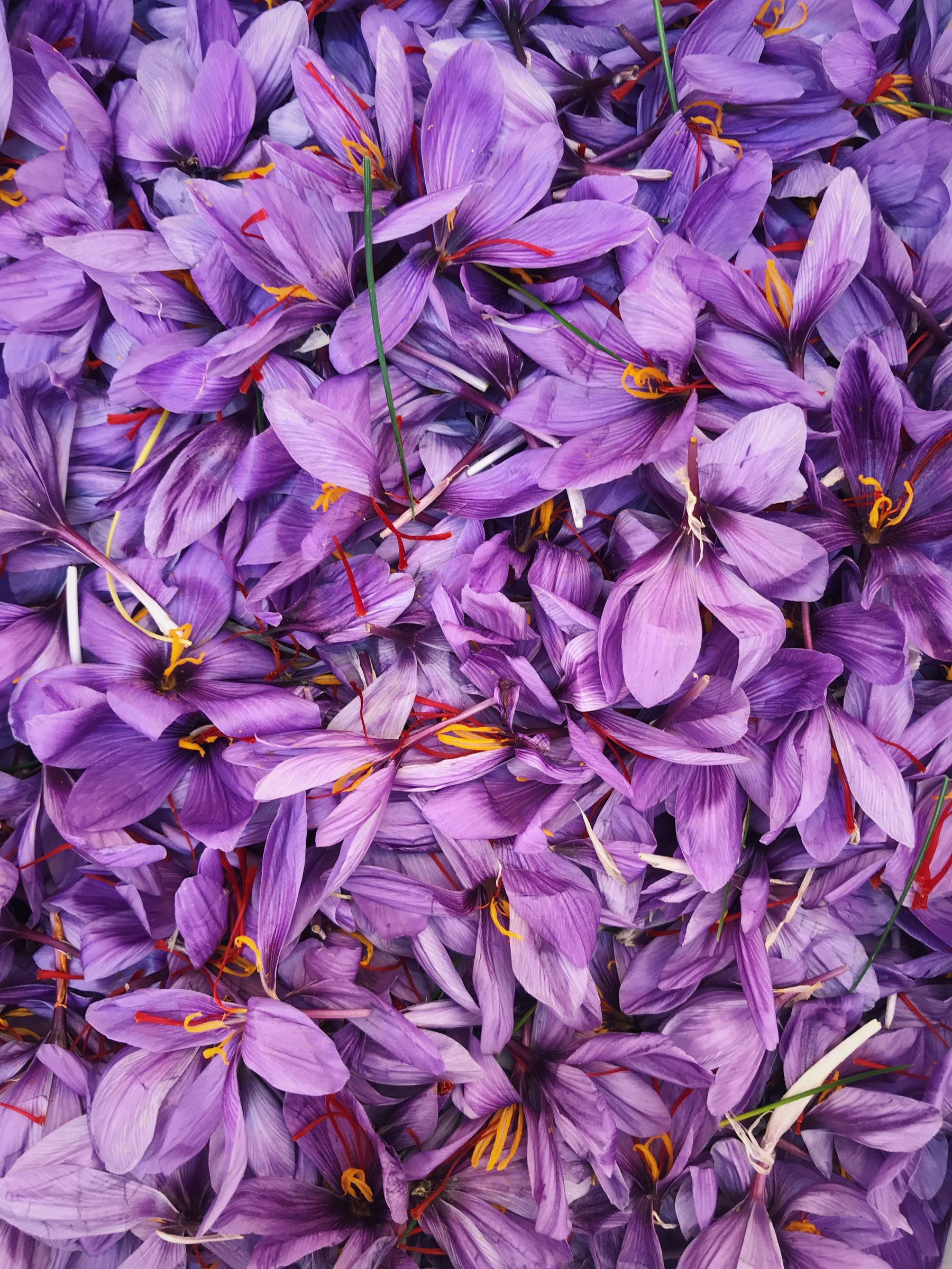 Собранные цветки Crocus sativus с красными рыльцами